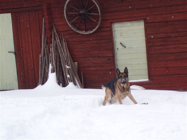 En av de mer envisa gsterna har redan brjat ka utanfr den vinterstngda drren, och manar ilsket p Barmstaren att sl upp portarna snarast mjligt! (mars 2007)
